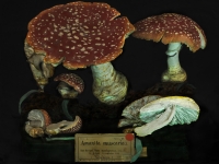 1. Amanita muscaria (2011)