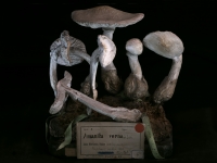 2. Amanita vernum (2011)