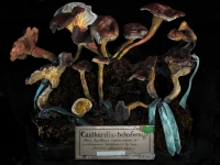 3. Cantharella tubaeformis (2011)