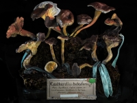 3. Cantharella tubaeformis (2011)