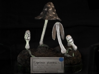 4. Coprinus picaceus (2011)