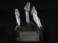 5. Coprinus soboliferus (2011)